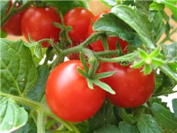 Почему помидоры нельзя хранить в холодильнике фото советы хозяйкам