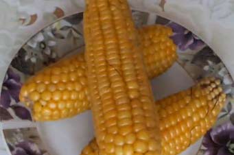 Как правильно варить кукурузу, видео рецепт видеорецепты